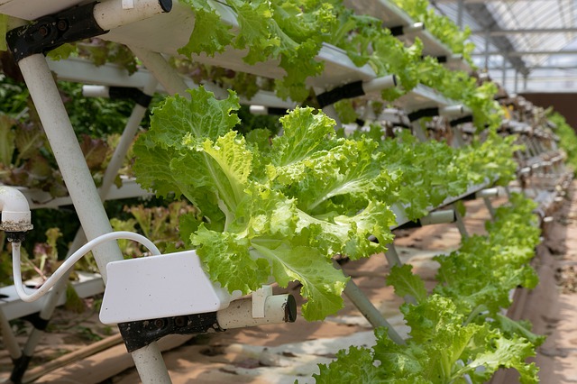 lettuce-greenhouse